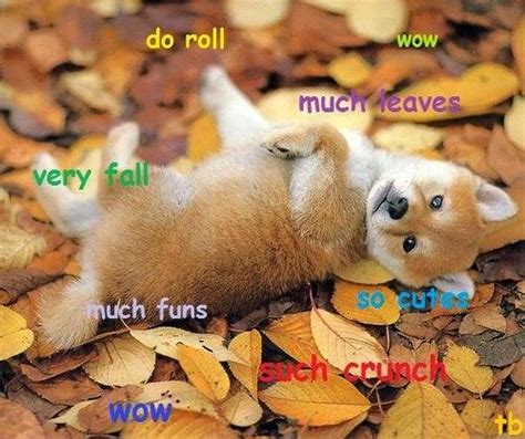 Baby doge coin has learned a few tricks and lessons from his meme father, doge, the web portal says. Awesome Doge: Baby doge in leaves