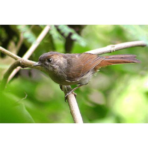 Mengenal lebih dekat burung gunung si flamboyan di lengkapi dengan perbedaan jantan dan betina. Burung Flamboyan | Shopee Indonesia