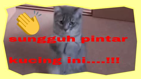 Funny cats ✪ cute and baby cats videos compilation #52. VIDEO KUCING LUCU - YouTube