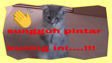 Kucing kucing lucu yang akan membuatmu ketawa sampai bengek | kucing paling imut. VIDEO KUCING LUCU - YouTube