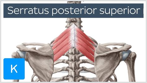 Rib cage anatomy ribs skeleton human male female bones number many body ray info skeletal larger each. Serratus Posterior Superior | Originates from spinous ...