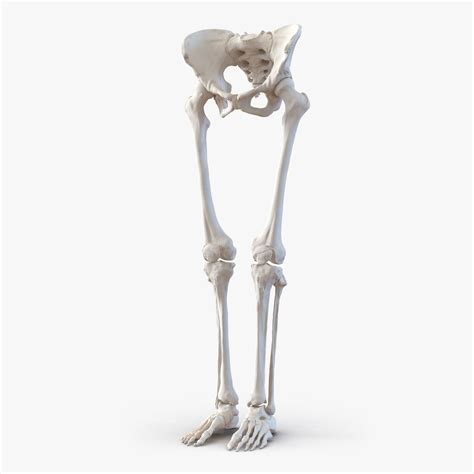 It is composed of around 270 bones special report: Great 3D model of female lower body skeleton, excellent for sketching anatomy. Female hips are ...