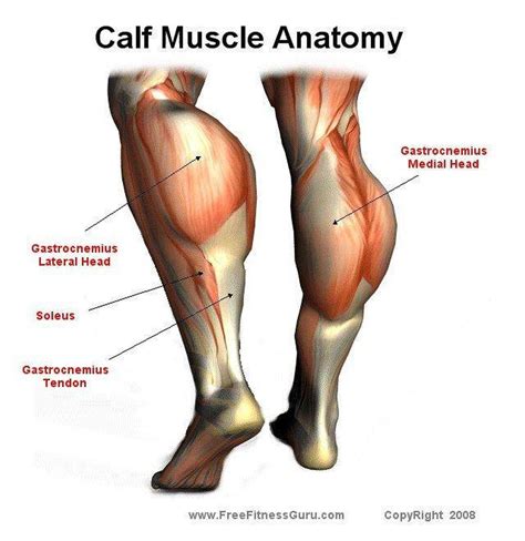 There are many possible reasons why the calf muscles might feel tight and uncomfortable. Pictures Of Calf Muscle