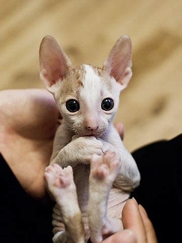 A purebred sphynx cat costs between $1500 and $10000. 17 best Elf Cat images on Pinterest | Sphynx, Sphynx cat ...