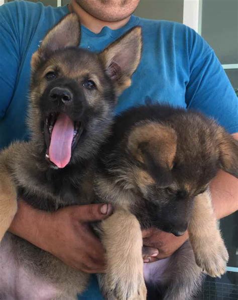 If you are serious about german shepherd puppies craigslist, you will want to be as specific as possible when you write your description. German Shepherd Puppies For Sale In Palmdale Ca | PETSIDI