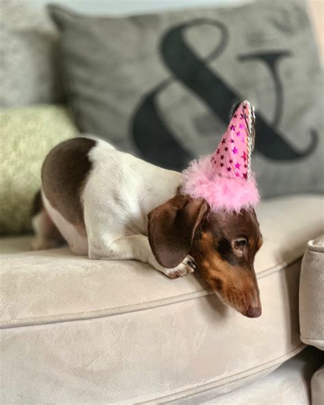 You would cry too, if it happened to you. r/Dachshund - It's my party and I'll cry if I want to