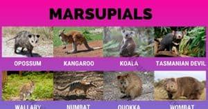 But some of these animals are not like the cattle you might find on other farms. Marsupials: Best List of 16 Marsupial Animals with ...