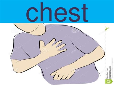 Parts of the body & five senses grade/level: Body chest clipart 2 » Clipart Station