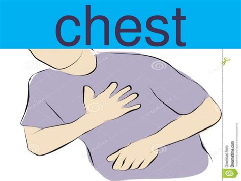 Learn vocabulary, terms and more with flashcards, games and other study tools. Body chest clipart 2 » Clipart Station