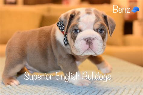 Looking for a dog breeder in north carolina? French Bulldog Puppies Nc - Wayang Pets