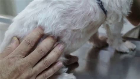 Demodectic mange occurs when a dog's immune system is compromised, and the mites begin to overtake their fur and skin. A 12-year-old Maltese has hair loss and tail biting - YouTube