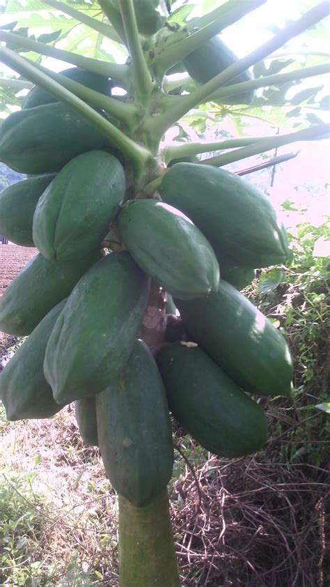 Anak itu mengikut sikap dan rupa ibu bapanya kerana faktor baka. Pepaya Bangkok Organik umur 8 bulan, tiap Pokok Tanaman ...