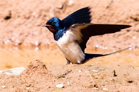 Es ist bei jeder vogel art unterschiedlich aber im frühling bauen die meisten ihr nest 58 HQ Pictures Wann Nisten Schwalben - Die Schwalbe Findet ...