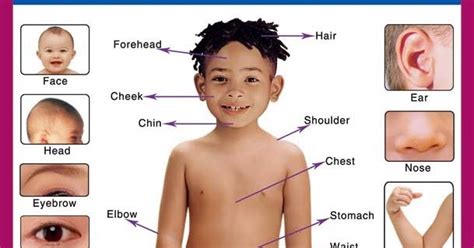 8 amalan karut dalam kecantikan | no. Bagian tubuh manusia dalam bahasa inggris - Global Pendidikan