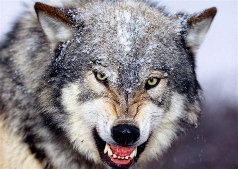 The gray wolf is one of the best known species of wolf and it has many subspecies in different colors and habitats. Angry Wolf phone, desktop wallpapers, pictures, photos ...