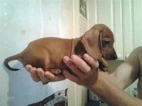 Also know as doxie or weiner dog. Mini Dachshund puppies for Sale in Tampa, Florida ...