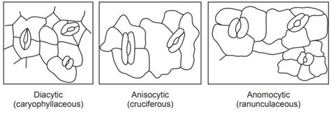 What convention should i use when naming files? Study Of Different Tissue Systems - Pharmacognosy