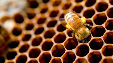 No one really knows for sure, but there are some interesting theories. 6 Sweet Reasons Every Homesteader Should Raise Bees - Off ...