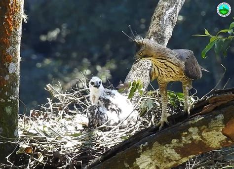 Ternyata masih ada burung terbesar di dunia, seperti di jaman purba! Masuk Daftar Hewan Paling Langka, Inilah Sosok Asli Burung ...