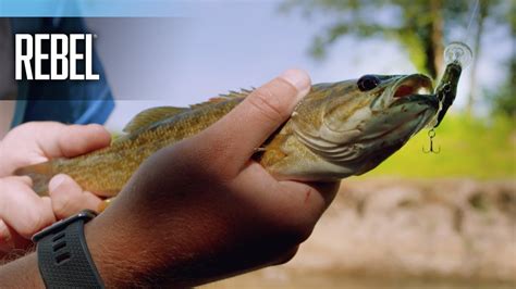 Check spelling or type a new query. Creek Fishing With Insect Lures - YouTube