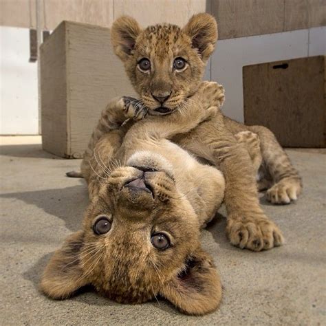 49+ Exotic Pets For Sale Online - WAYANGPETS.COM