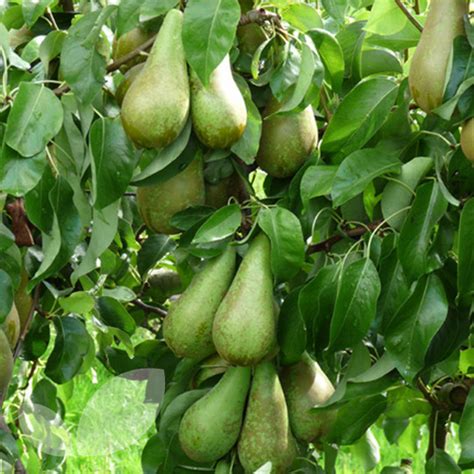 When planting fruit trees you will want to make sure they have a planting site with the correct sun requirements. Pear Conference Fruit Trees For Sale | Buy Online