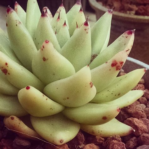 Succulents should be watered only when the soil has dried out completely. Blog - Cactus Jungle