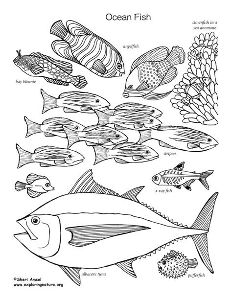 The app is about one of the most entertaining games for animal coloring pages, that you can. Ocean Fish Coloring Page