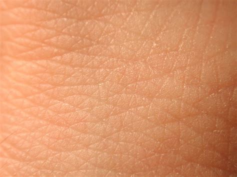 The skin has up to seven layers of ectodermal tissue and guards the underlying muscles, bones. Human Skin | hjs consulting