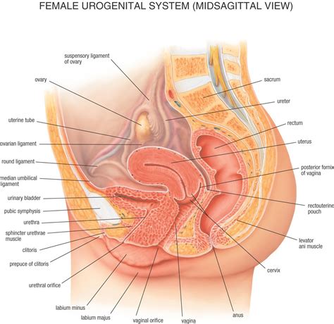 The female pelvis is slightly different from the male pelvis. Female Organ Anatomy Diagram | Human body diagram, Human ...