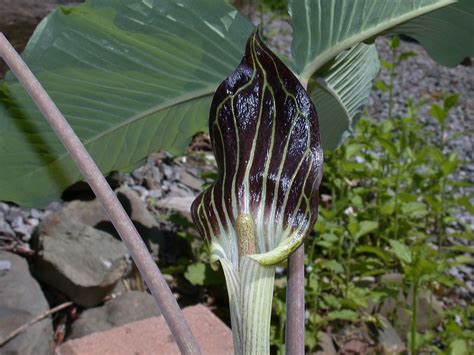 Pdf | on jun 30, 2019, k.m. Arisaema triphyllum (Araceae) image 5762 at ...