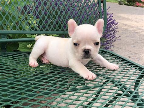 The french bulldog is a sturdy, compact, stocky little dog, with a large square head that has a rounded forehead. French Bulldog Puppies For Sale in Indiana & Chicago ...