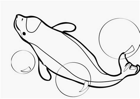 Realistic beluga whale coloring page. Beluga whale coloring page | Free Coloring Pages and ...