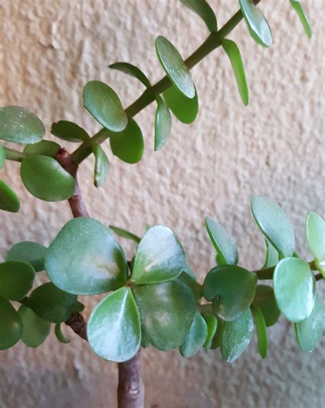 Son decorativos, fáciles y bonitos de tratar, ellas forman parte de las familias cactáceas. TODO sobre la Portulacaria Afra - Cactus y Suculentas ...