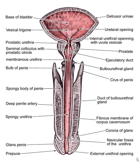 Male human anatomy vector diagram. 32 best Urinary System images on Pinterest | Coding ...