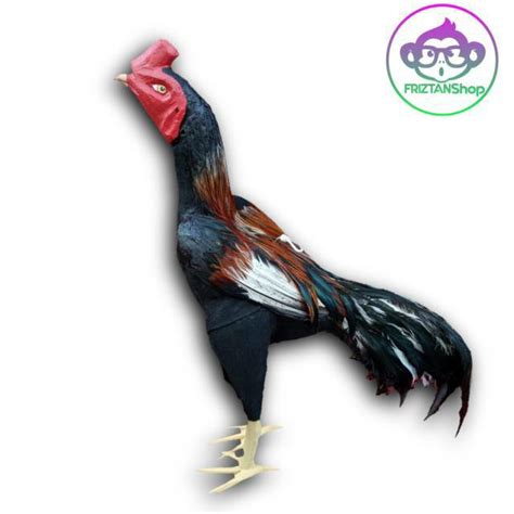 Check spelling or type a new query. Terkeren 24+ Gambar Lucu Ayam Adu - Richa Gambar