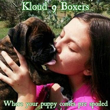 Boxer lab mix at a glance. Colorado Boxer Breeders, Kloud 9 Boxers & Pugs, Elizabeth ...