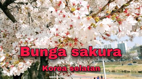 Dihalaman ini anda akan melihat gambar bunga sakura di korea selatan yang bagus! BUNGA SAKURA DI KOREA - YouTube