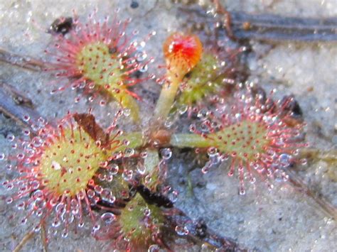 Check spelling or type a new query. Trip to CP sites at Croatan National Forest(Pic heavy) : Photos of Other Carnivorous Plants