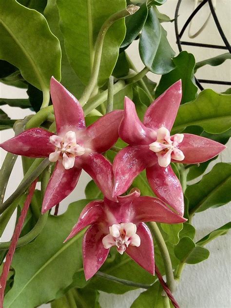 Hoya, wax plant, porcelain flower (hoya archboldiana) by panamoncreel. Hoya imperialis | Цветы, Цветок, Растения