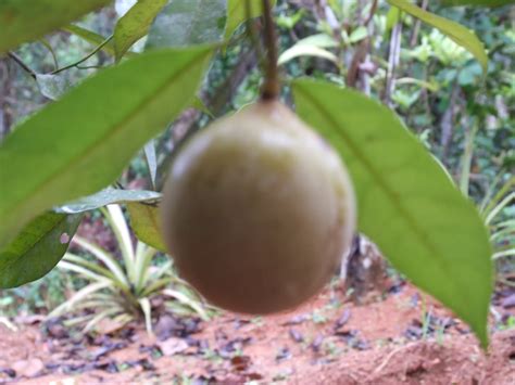 Grenada by far is the largest cultivator of nutmeg and producer of the spices, nutmeg and mace in the west indies and is only surpassed internationally by indonesia. Sudeep's BLOG: Nutmeg - Money shedding trees...