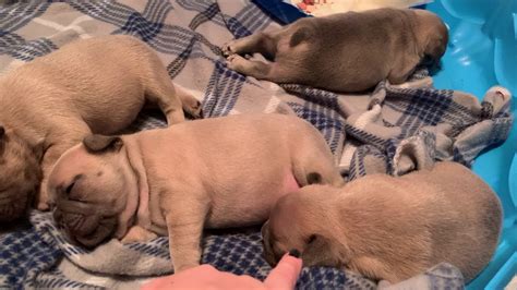Like all dog breeds, french bulldogs come in a variety of different weights, bone structures, and plain ole sizes. French Bulldog Puppies 3 weeks old - YouTube