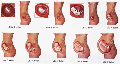 Ibu terlalu sibuk dan tidak memperhatikan siklus menstruasinya sering tidak tahu jika dirinya sedang hamil. Ukuran Janin 5 Minggu Sebesar Apa - Soalan bo