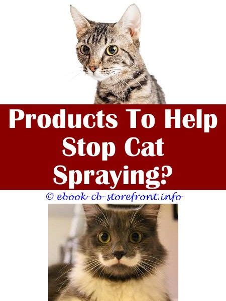 Keeping your cat from scratching furniture, carpet or window dressings in your home may seem next to impossible at times, but with the right scratching also helps keep your cat's claws from becoming overgrown. How To Keep Cats From Scratching Furniture Vinegar