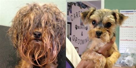 Simple haircut for parties before and after haircut. Shelter Dog Makeovers Prove Every Sad Stray Is Handsome ...