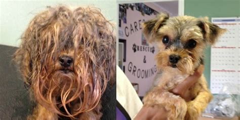 21 before after photos of people with new haircuts. Shelter Dog Makeovers Prove Every Sad Stray Is Handsome ...