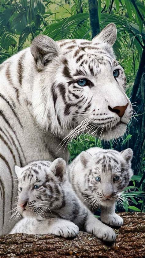 An ambitious indian driver uses his wit and cunning to escape from poverty and rise to the top. White tigers wallpaper by georgekev - 59 - Free on ZEDGE™
