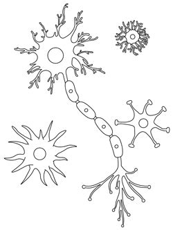 One shows internal brain structures, another shows the. Brain Coloring Pages