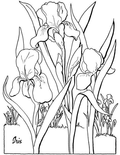 All the shapes and colors, and each one is beautiful, the perfect subject for art. 10 Floral Adult Coloring Pages! - The Graphics Fairy