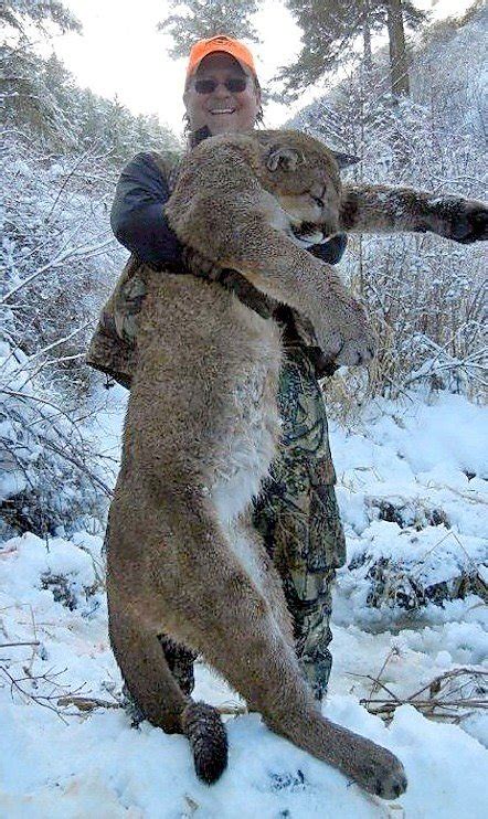 Posted by 5 years ago. Wildlife official says he ate cougar that he shot - SFGate